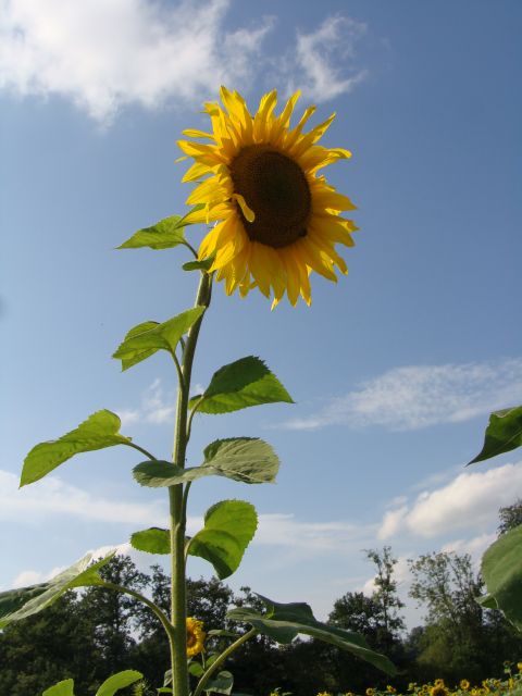 Sonnenblume.JPG